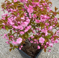Kwanzan Flowering Cherry Trees Live Plant Cherry Blossom Tree, Ornamental Tree Double Pink Blooms, 6-12" Tall in Small Pot by Unknown