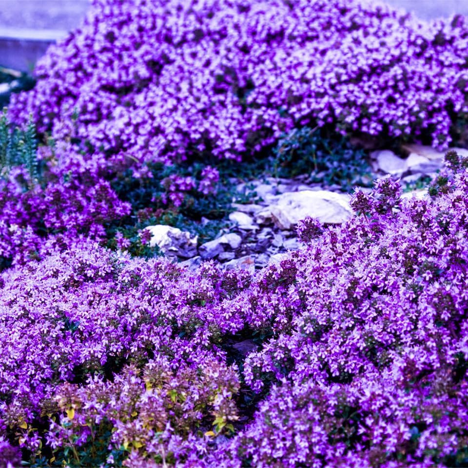 20000+Creeping Thyme Seeds for Planting Outdoor-Heirloom Thymus Serpyllum Ground Cover Plants Plant in Your Home Garden - Image 4