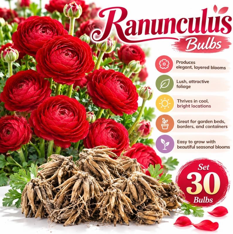 30 Red Ranunculus Bulbs, Fall Planting, Spring Flowers - Image 3