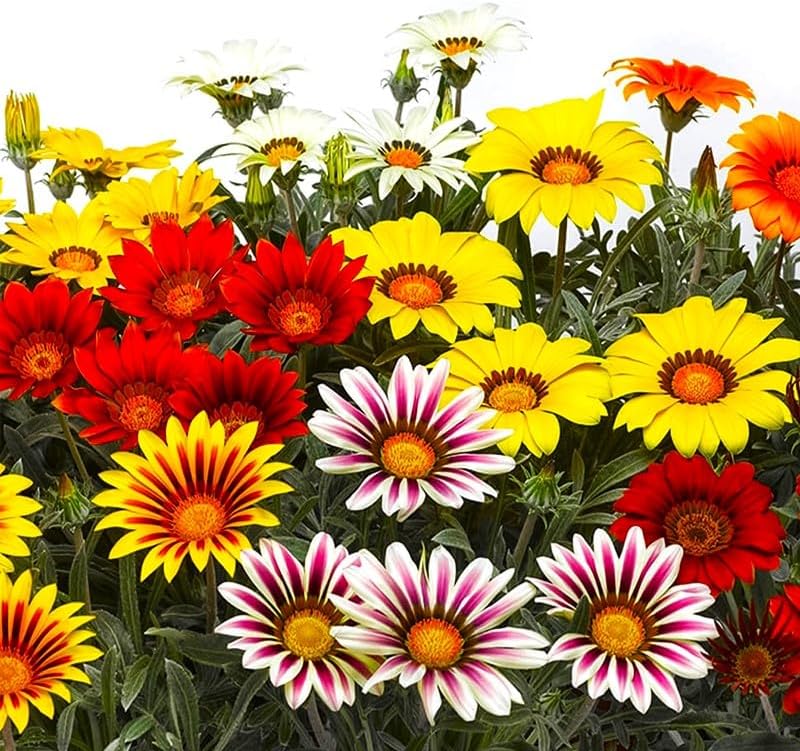 Showy Gazania Flower Mix Perennial 100+ Seeds for Planting Non-GMO Treasure Flower African Daisy - Image 3