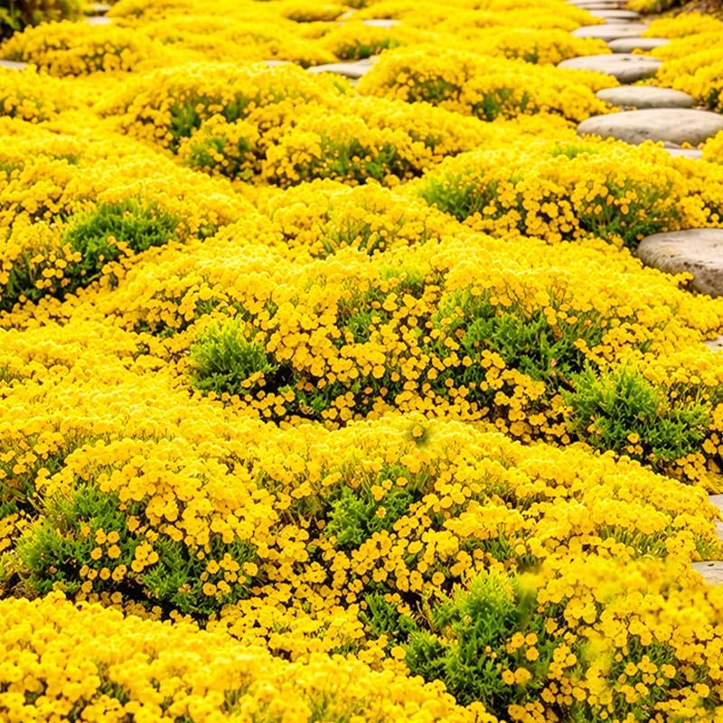 21600+ Creeping Thyme Seeds for Planting Outdoor - Perennial Ground Cover Plant, Low Maintenance - Image 2