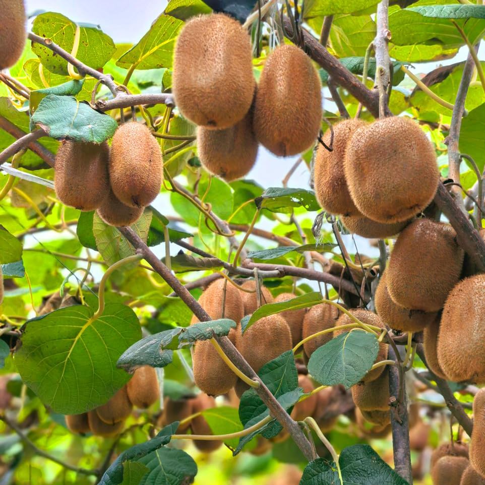 Mixed Fruits Seeds Pack for Planting, 430+pcs Grapes Apples Kiwis Jackfruit Mulberries Cherries Seeds, Non-GMO Heirloom Sweet Edible Juicy Fruits Flowers Plant in Your Home Garden - Image 4