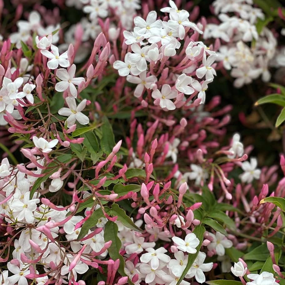 Pink Jasmine Plant Live Winter Jasmine Climbing Jasmines Indoor Shrub Fragrant Flowers 6-12" Tall 4" Pot - Image 3