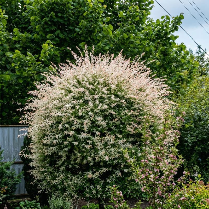 1 Tri Colored Dappled Willow Shrub Plant Live, 6-10" Tall in 4" Pot, Hakuro Nishiki, Fast Growing, Variegated Foliage Shrub for Hedges, Borders & Outdoor Landscaping - Image 3