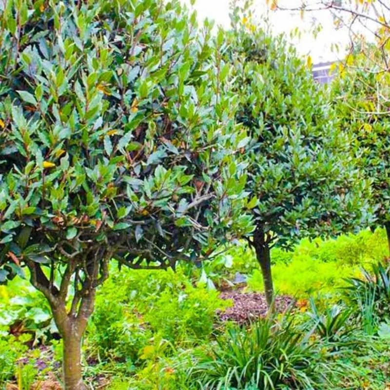 Bay Leaf Laurel Tree Live Plant, 8-10" Sweet Laurus Nobilis Culinary Herb - Image 5