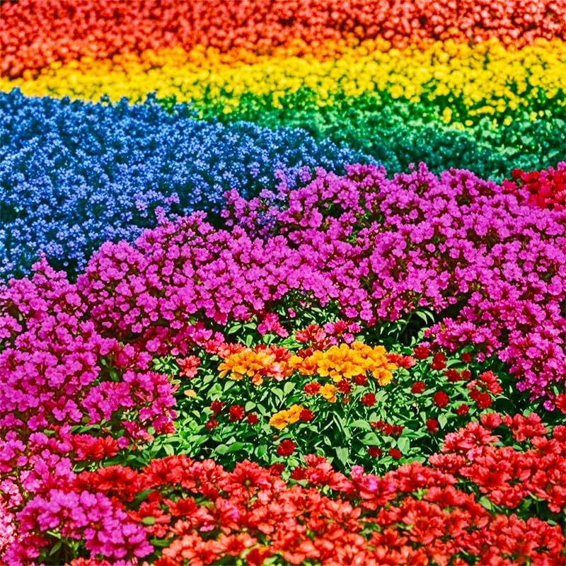 5200+ Mix Creeping Thyme Seeds for Planting - Drought-Tolerant, Perennial Ground Cover, Attracts Pollinators, Low-Maintenance - Image 2