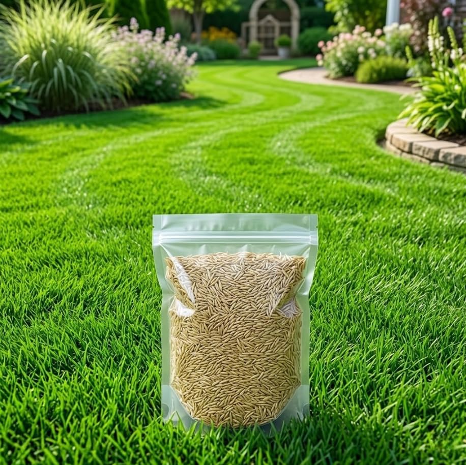 100.000 Zenith Zoysia Grass Seeds Zoysia Grass Seed for Lush Lawngrass Seeds,Low-Maintenance Lawn, Groundcover by Unknown