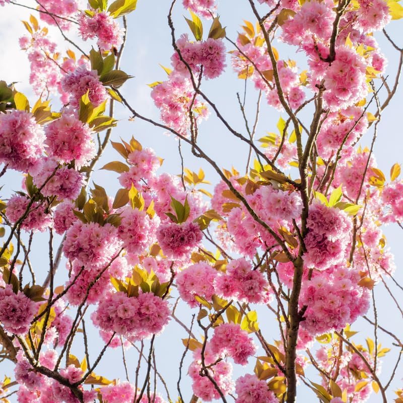 Kwanzan Cherry Tree Live Plant - Image 5