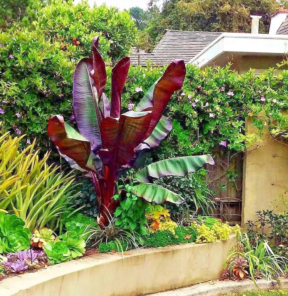 Red Abyssinian Banana (Ensete Maurelii) 5-9" Live Plant - Giant Red Leaf Ornamental Tree - Fast Growing Tropical Focal Point - Huge Container Accent - Image 3