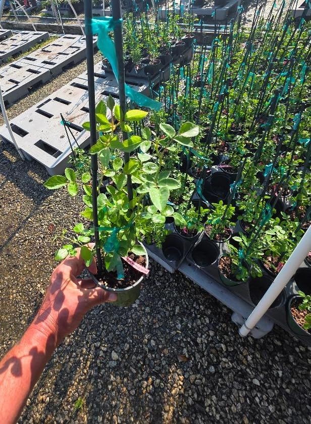 New Dawn Climbing Rose - Live Plant - (1 QT) - Image 4