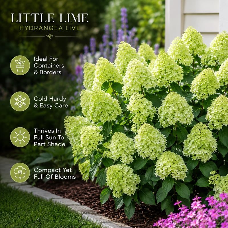 2 Little Lime Hydrangea Plants Live, 6-10" Tall - Quart Pot, Hardy Hydrangea Tree Live Plant, Low Maintenance Compact Flowering Shrub for Patio Containers & Landscape - Image 4