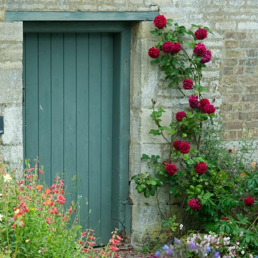 200+ Red Climbing Rose Seeds for Planting - Fragrant Perennial Flowering Plant Seeds for Home Garden, Trellis, and Fence Decor - Non-GMO Heirloom Floral Seeds for Indoor and Outdoor Landscaping - Image 3