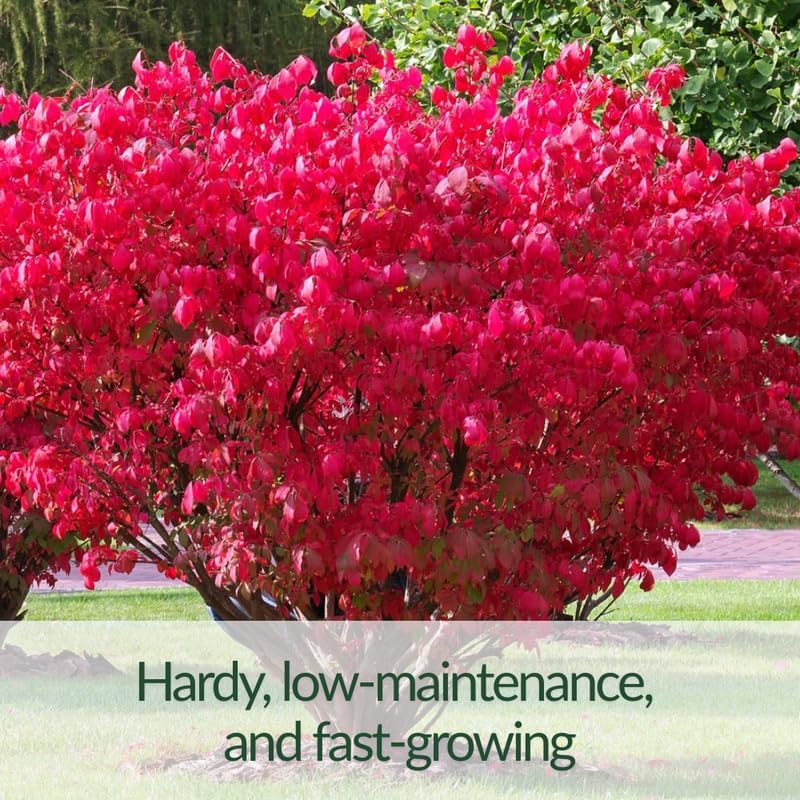 Dwarf Red Burning Bush Live Plant, Fall Color Shrub, 4 Inch Pot - Image 4