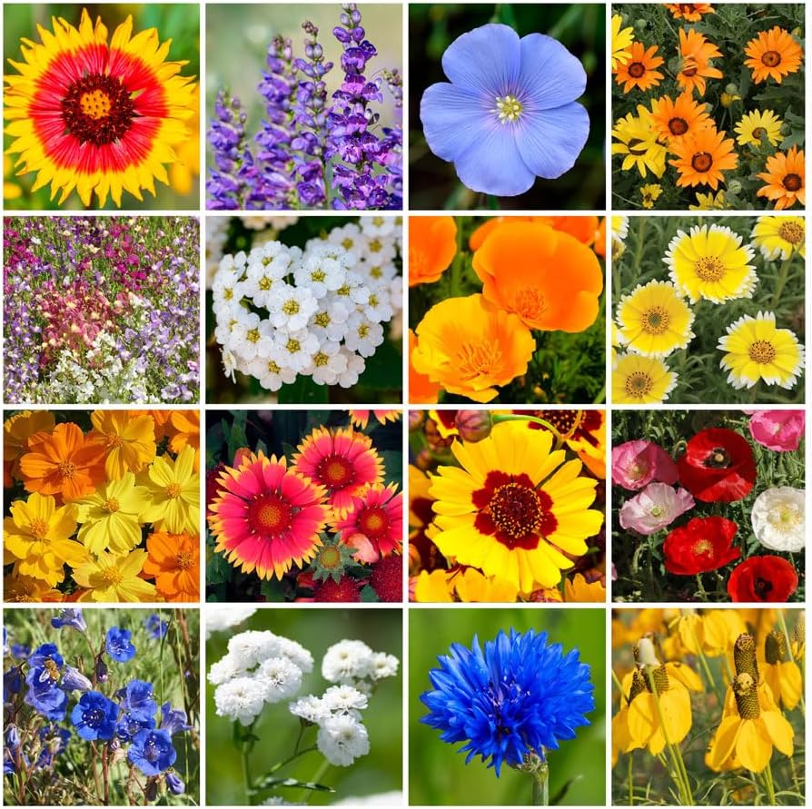 Park Seed Perennial Wildflower Garden - Dry Places Mix, 1/4 lb by ParkSeed