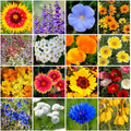 Park Seed Grow Your Own Vibrant Annual and Perennial Wildflower Garden Mixture, Easy to Grow Varieties for Pollinators and Spring Gardens - Dry Places Mix, 1 lb by ParkSeed