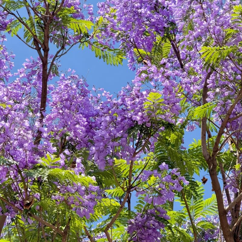 110+ Jacaranda Tree Seeds for Planting – Exotic Purple Blue Blooming Ornamental Tree, Fast Growing, Drought Tolerant, Ideal for Outdoor Gardens, Landscapes & Bonsai, Easy Growing Non-GMO - Image 5