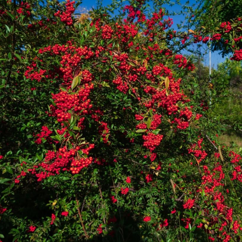 Live Scarlet Elderberry Plant American Elderberries Bush Sweet Berries Tree Red Sambucus Elderberry Plant 5-8" Tall 4" Pot - Image 6