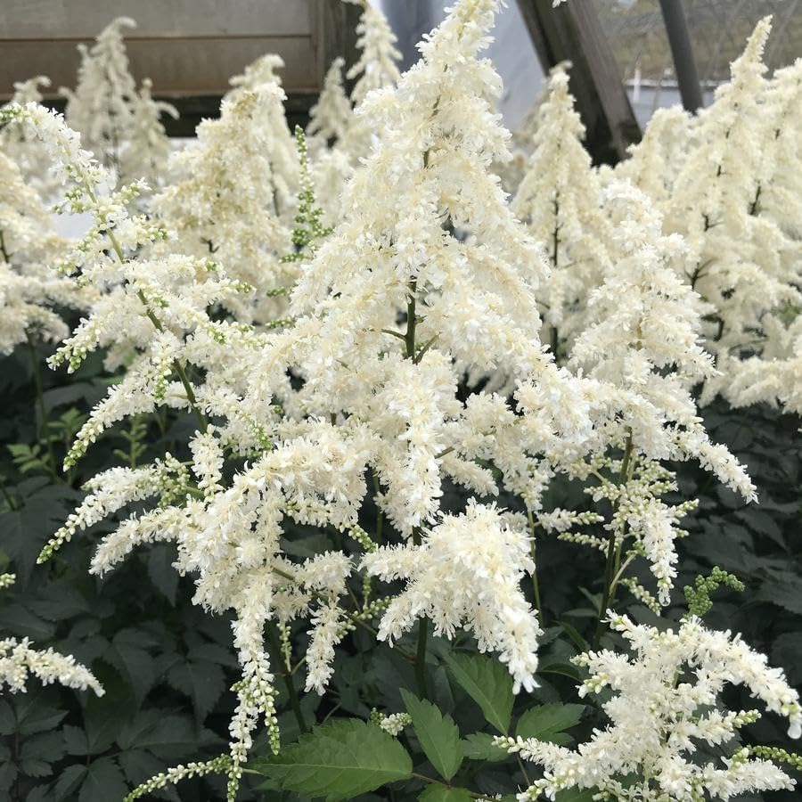 Votaniki Astilbe Deutschland (Japonica Hybrid) Bare Roots – Hardy Perennial for Spectacular White Blooms | Perfect for Shade & Woodland Gardens – Easy to Grow (4 Pack) - Image 3