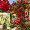 Don Juan Red Climbing Roses Live Plants, Fragrant Starter 5-9" Tall by Unknown