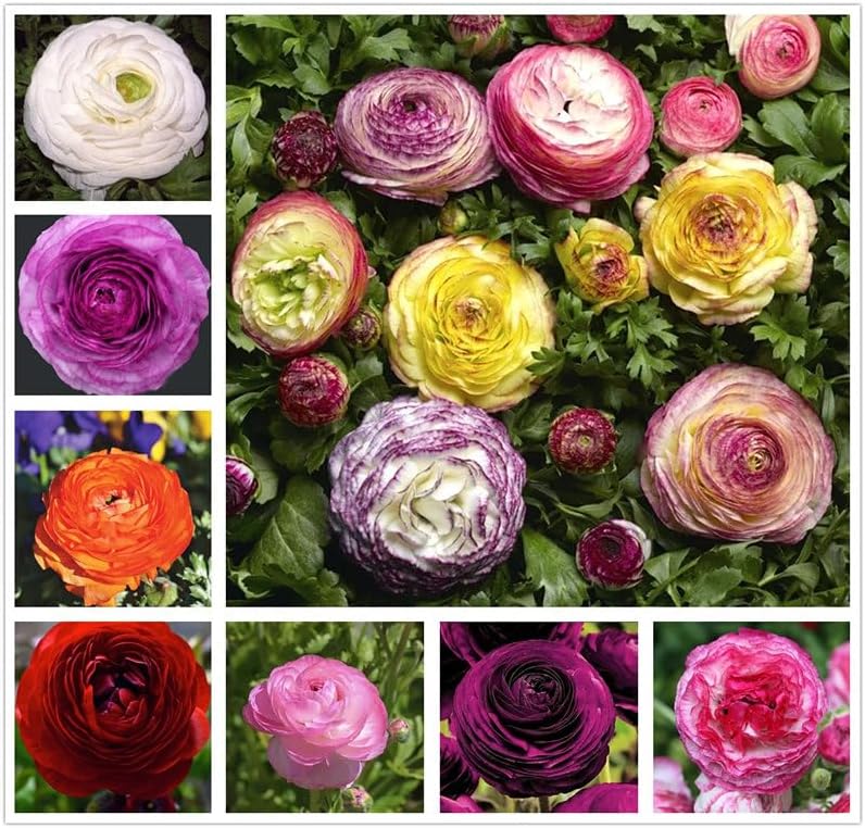 10PCS Mixed Color Ranunculus Bulb Double Buttercup Rose Wedding Flower Bulb by Unknown