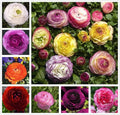 10PCS Mixed Color Ranunculus Bulb Double Buttercup Rose Wedding Flower Bulb by Unknown