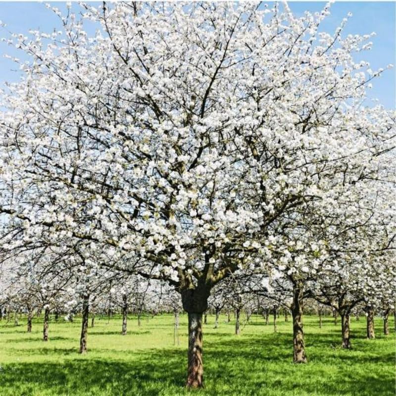 White Cherry Blossom Tree Live Plant, Spring Bloom Tree, 2.5 Inch Pot - Image 3