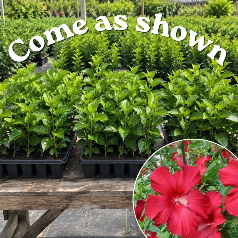 3 Hardy Hibiscus Live Plants, Flowering Shrub, Deep Red Blooms, 4-7" - Image 3