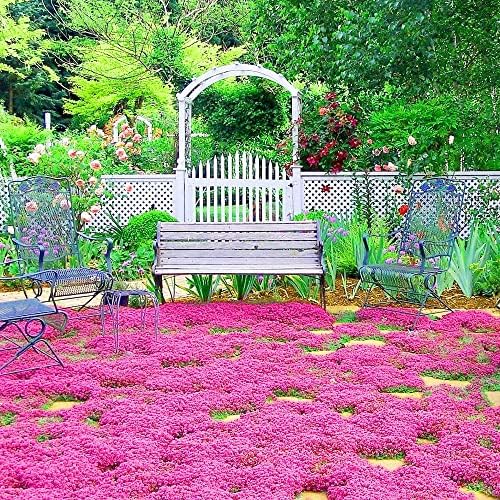 20000+ Red Creeping Thyme Seeds Ground Cover Plant Seeds Perennial- Non-GMO Heirloom Flower Creeping Thyme Seeds for Planting - Image 3