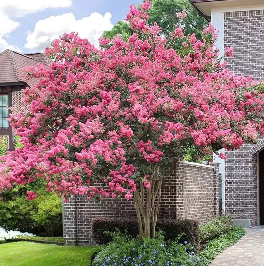 Pink Crape Myrtle Tree - 6-12" Tall Live Plant - Quart Pot - Image 4
