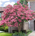 Pink Crape Myrtle Tree/Shrub - 6-12" Tall Live Plant - Quart Pot by Unknown