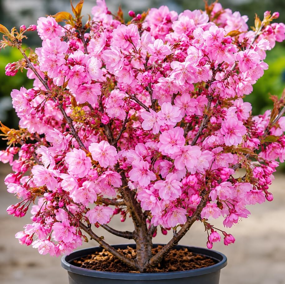 Okame Flowering Cherry Trees Live Plant Rosy Pink Cherry Blossom Tree, Ornamental Tree, 6-12" Tall in Small Pot by Unknown