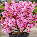 Okame Flowering Cherry Trees Live Plant Rosy Pink Cherry Blossom Tree, Ornamental Tree, 6-12" Tall in Small Pot by Unknown