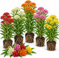 Set of 4 Mixed Milkweed Live Plants, Perennial Asclepias Milkweed Flowering Plants for Butterfly Gardens, Outdoor Beds and Borders, 4-7 Inch Tall by Unknown