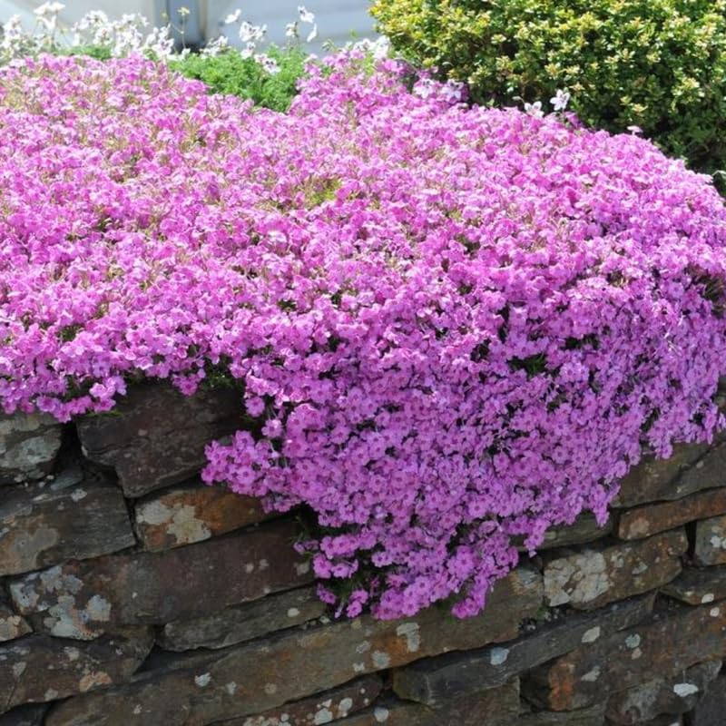 2 Pink Phlox Live Plants, Ground Cover Plant, 2-4 Inch Tall - Image 5