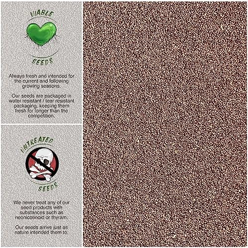 Seed Needs Holy Basil Seeds to Plant an Herb Garden - 1 Pack - Image 3