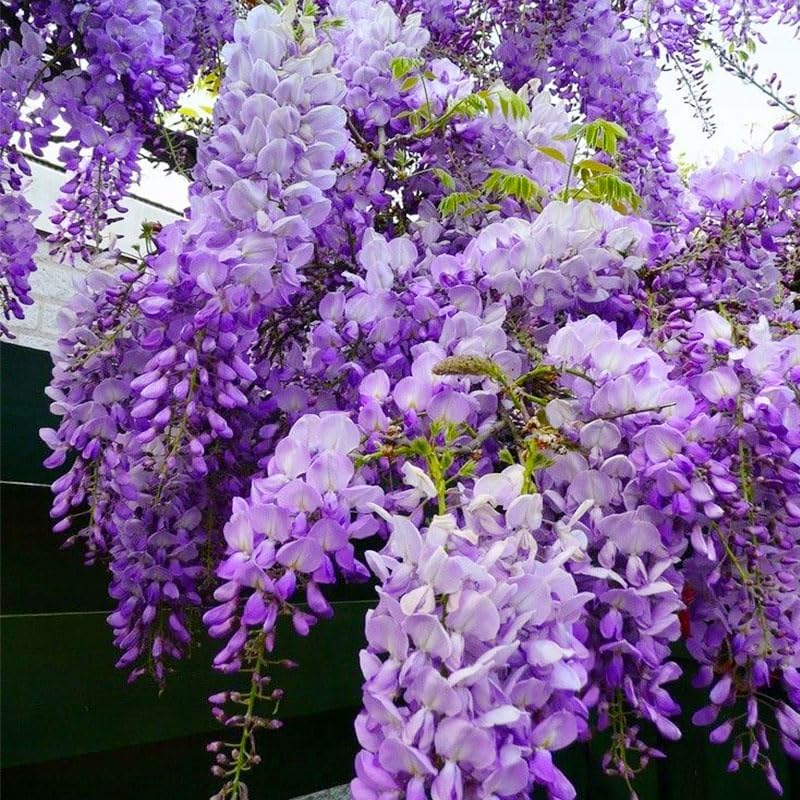5Pcs Purple Wisteria Tree Seeds for Planting - Non-GMO Heirloom Bonsai Tree Seeds - Image 2