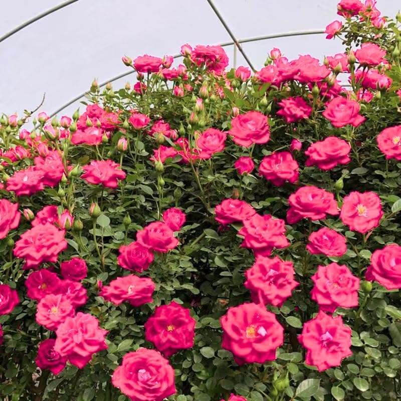 Deep Pink Climbing Roses Live Plants, Fragrant Starter 5-9" Tall - Image 3