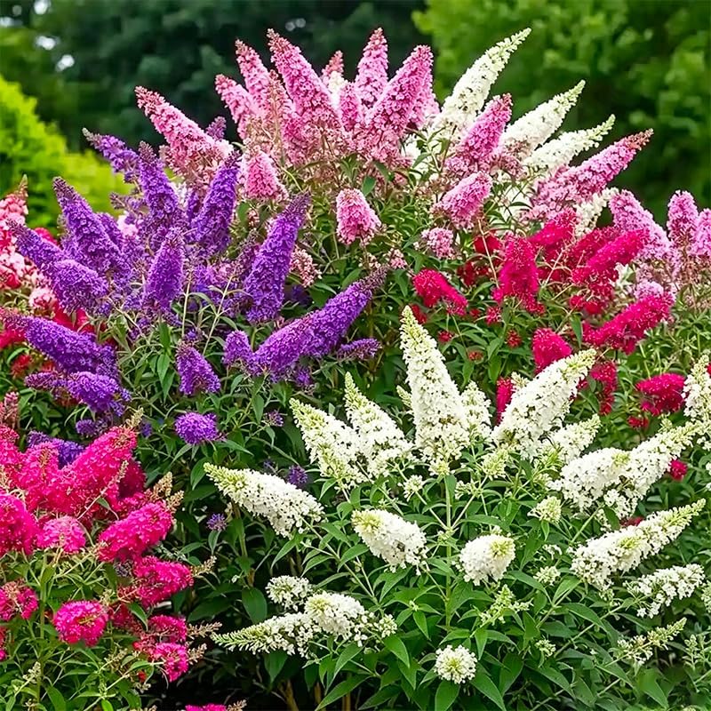 350+ Mix Butterfly Bush Flower Seeds for Planting - Perennial Flowering Shrub, Attracts Pollinators, Drought Tolerant, Ideal for Borders & Containers - Image 6