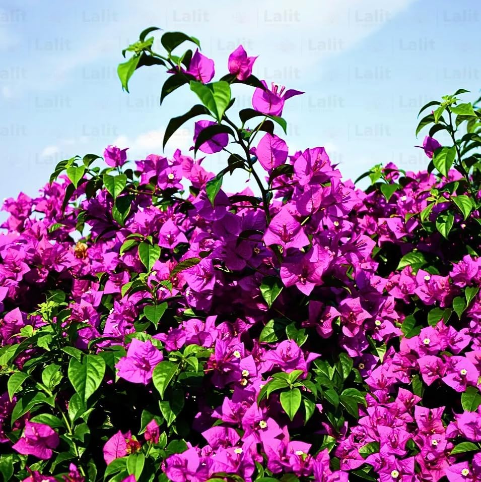 Purple Bougainvillea Plants - Live Bougainvillea Glabra Lilac Plants – Pack of 2 – Vibrant Purple Blooms – Hardy Flowering Vine – Ideal for Containers & Trellises – Drought-Tolerant & Low Maintenance - Image 6