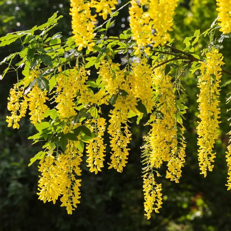 Yellow Golden Chain Tree Live Plant, Hardy Flowering Vine, 18-22 Inch Tall - Image 2