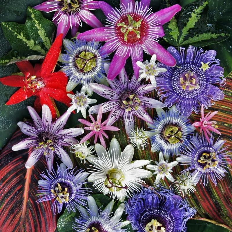 2 Mixed Passiflora Plants, Colorful Passion Flower Vines, 4-7'' Tall - Image 5