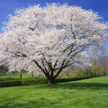 Snowgoose Cherry Tree Live Plant by GINGERGLOW