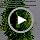 PINVNBY Reptile Plants Hanging Fake Vines Boston Climbing Terrarium Plant with Suction Cup for Bearded Dragons Lizards Geckos Snake Pets Hermit Crab and Tank Habitat Decorations (6 Pack) - Image 7