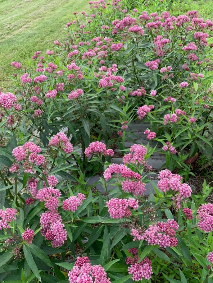 Set 2 Pink Swamp Milkweed Plants Live Rose Asclepias Flower Plants Perennial Milkweed Flowers Bushes 4-6 Inch Tall - Image 7