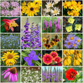 Park Seed Grow Your Own Vibrant Perennial Wildflower Garden Seeds Mixture, Easy to Grow Varieties for Pollinators and Spring Gardens - Native Perennial Mix, 5 lbs by ParkSeed