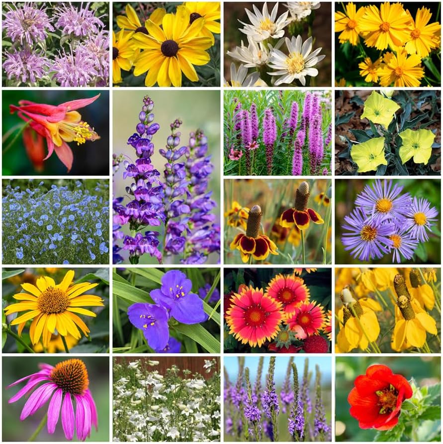 Park Seed Grow Your Own Vibrant Perennial Wildflower Garden Seeds Mixture, Easy to Grow Varieties for Pollinators and Spring Gardens - Native Perennial Mix, 5 lbs by ParkSeed
