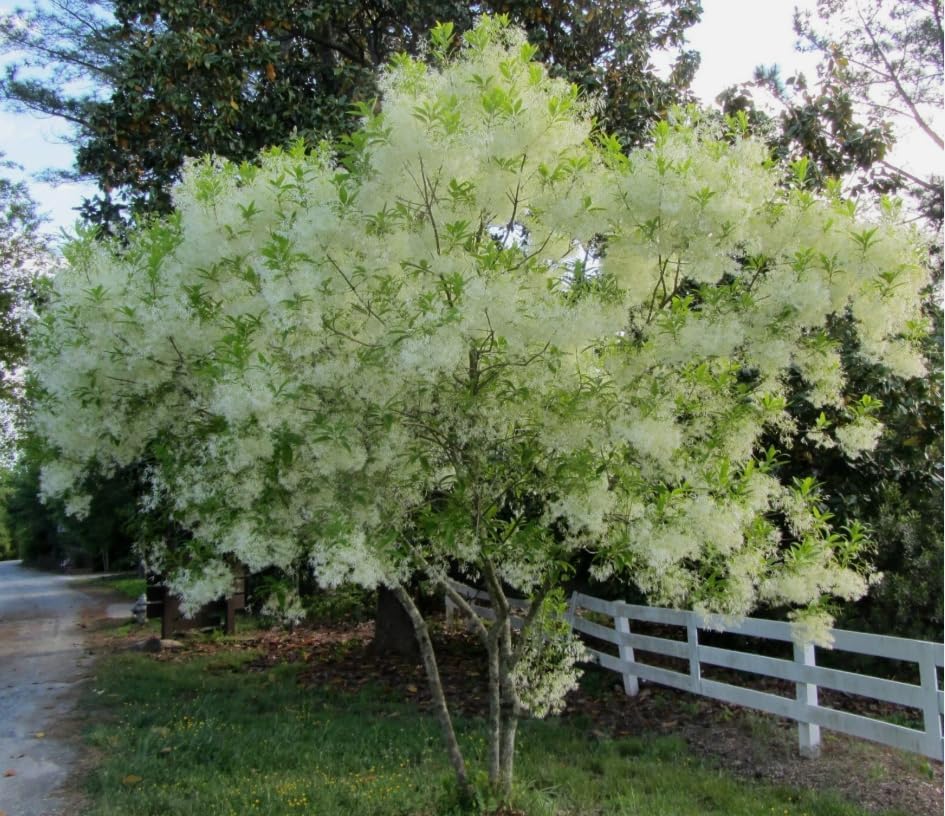 2 American Fringe Tree Live Plants, White Fringe Flower Bush, Snow Flower, Sweetheart Tree, 8-16 Inches Tall, Quart Pot - Image 3