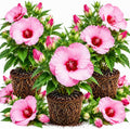 3 Hardy Hibiscus Live Plants, Flowering Shrub, Pink Blooms, 4-7" by Unknown