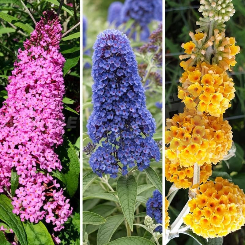 Random Butterfly Bush Live Plant, 5-10 Inch Tall - Image 6