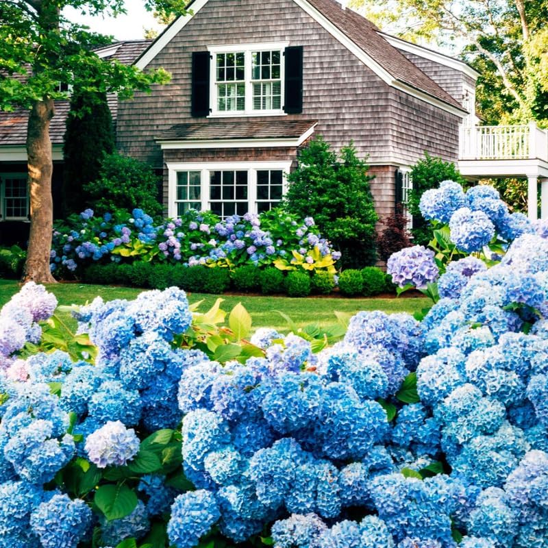 Bigleaf Blue Hydrangea Plant Live, Landscape Flower Shrub, 2.5 Inch Pot - Image 4